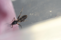 Formicosepsis