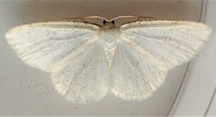 Protitame virginalis