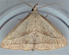 Macrochilo absorptalis