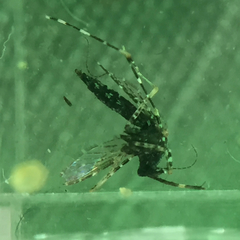 Aedes poicilius