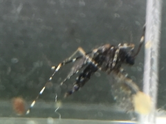 Aedes poicilius