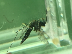 Aedes poicilius