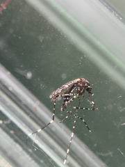 Aedes poicilius
