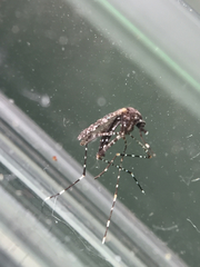 Aedes poicilius