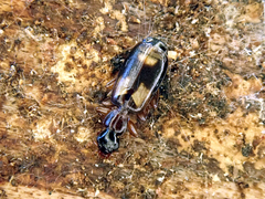 Calodromius spilotus