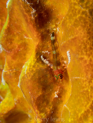 Enneanectes boehlkei