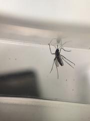 Aedes niveus
