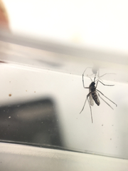 Aedes niveus