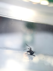 Aedes niveus