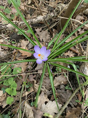 Crocus