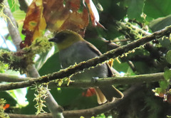 Chlorospingus flavigularis