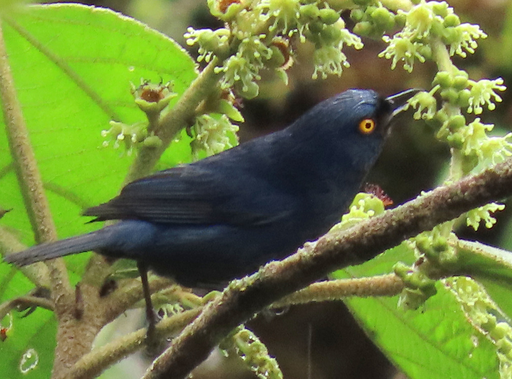 Deep-Blue Flowerpiercer