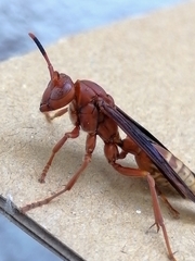 Polistes mexicanus