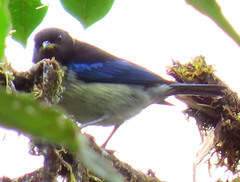 Iridophanes pulcherrimus