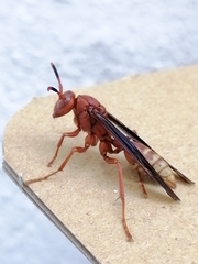 Polistes mexicanus