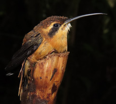 Phaethornis griseogularis