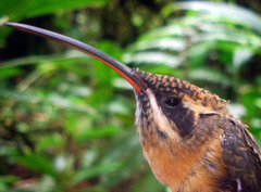 Phaethornis syrmatophorus