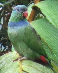 Pionus sordidus