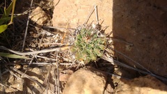 Mammillaria uncinata