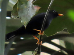 Turdus leucops