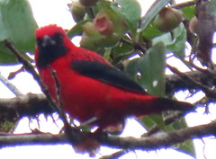 Calochaetes coccineus