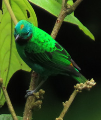 Chlorochrysa calliparaea
