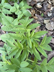 Angelica californica