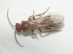 Sphaeropthalminae