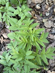 Angelica californica