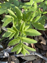 Angelica californica