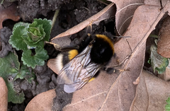 Bombus terrestris