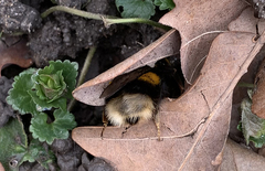 Bombus terrestris