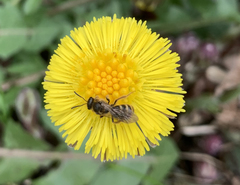 Halictus