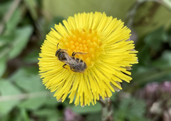 Halictus