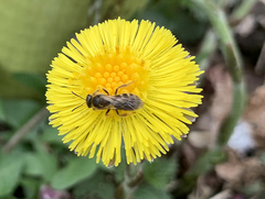 Halictus