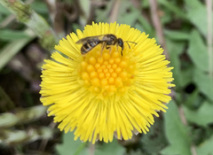 Halictus