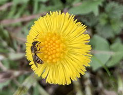 Halictus
