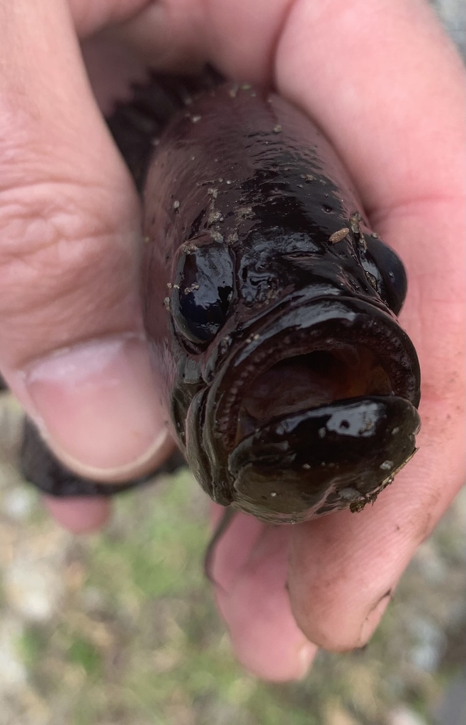 Mud Sunfish in March 2021 by Davis McGowen · iNaturalist