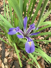 Iris savannarum