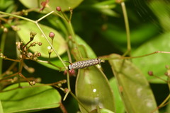 Ideopsis vulgaris