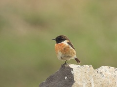Saxicola maurus