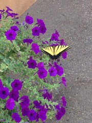 Papilio multicaudata
