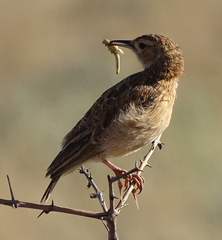 Chersomanes albofasciata
