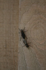 Bibio femoratus