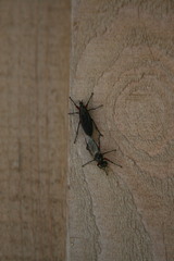 Bibio femoratus