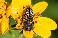 Acmaeodera haemorrhoa