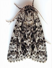 Acronicta impressa