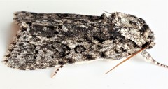 Acronicta impressa