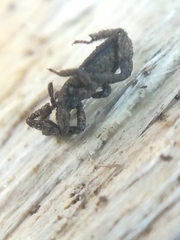 Anelasmocephalus cambridgei