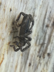 Anelasmocephalus cambridgei